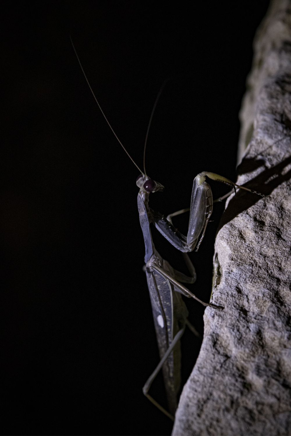 vergara-ripoll-foto-mantis